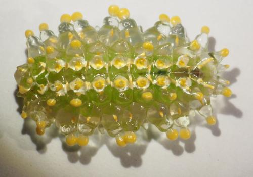 Minacraga sp.